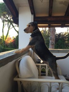 Brunello - Lamberto's dog awaits his master