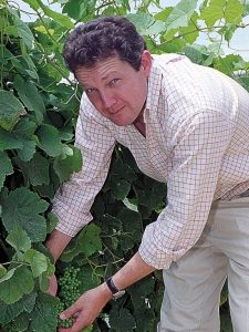 Rupert Symington checking the grapes