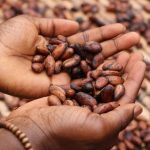 Cacao beans for chocolate